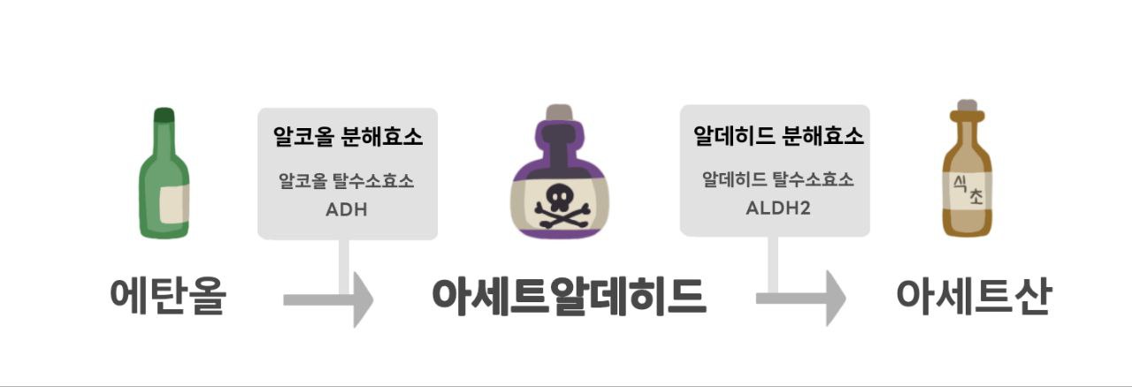 알콜분해과정