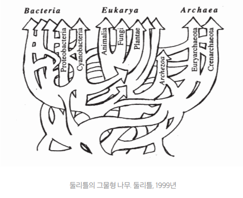 그물형나무